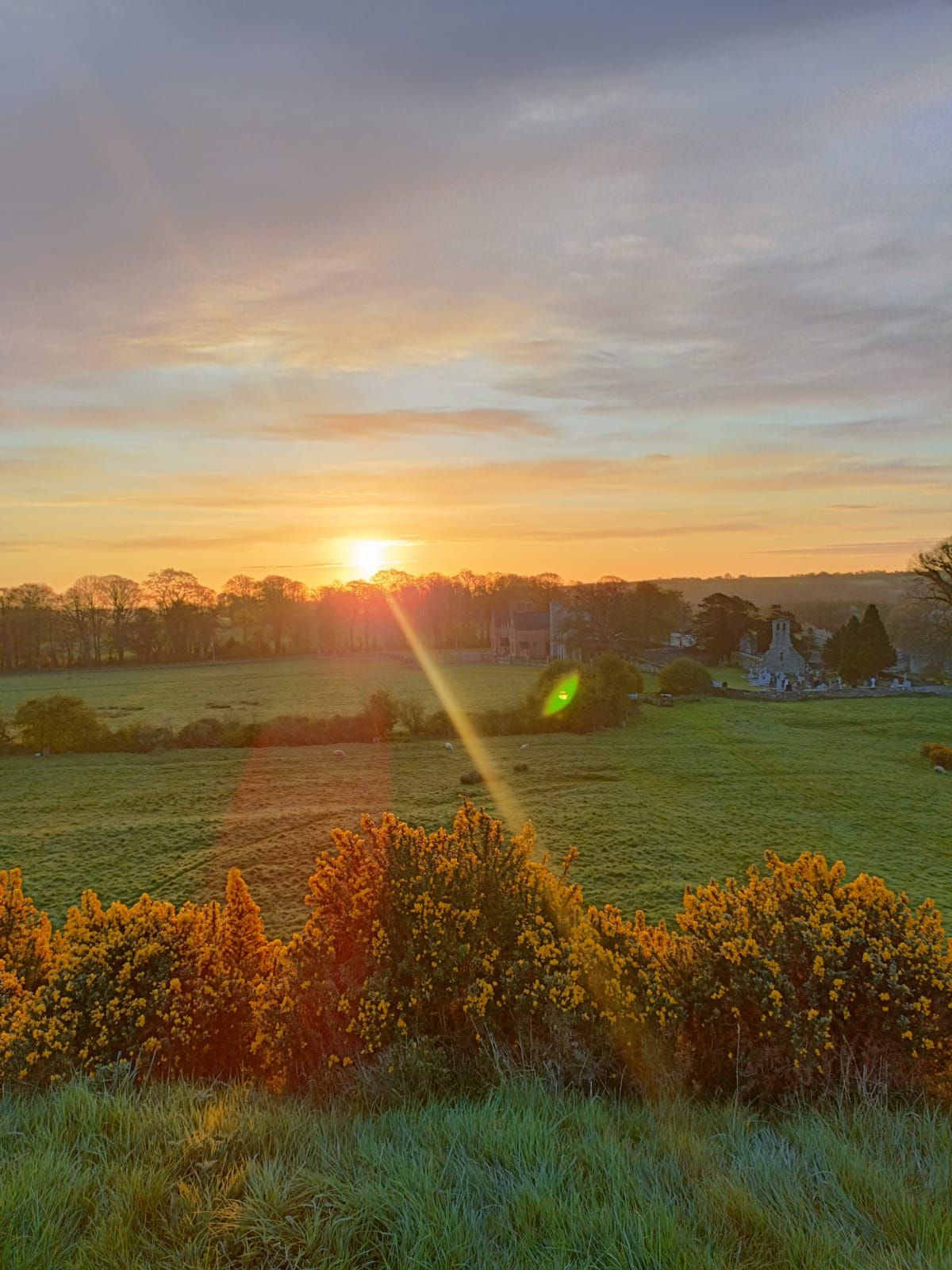 Sunrise over fields and gorse in the Boyne Valley